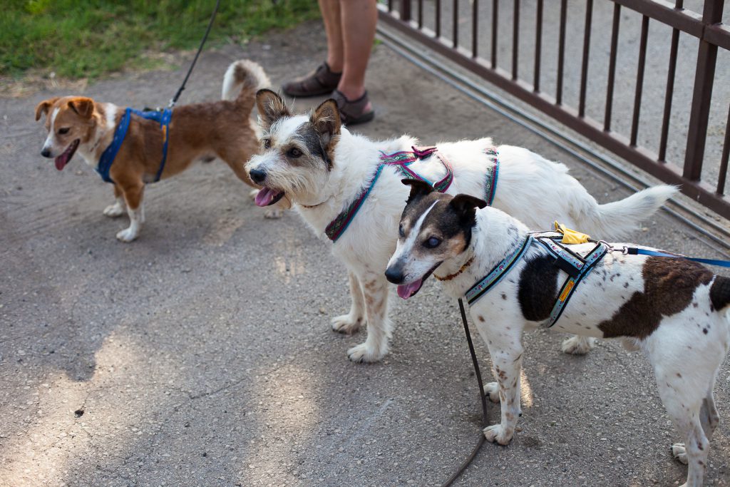 Hundepension Isarwinkel