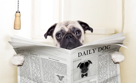 Hund liest Zeitung
