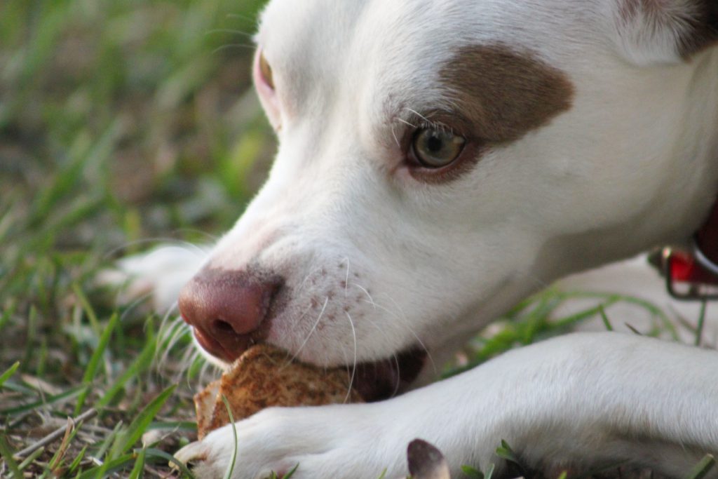 Hundefutter in der Hundepension bei München