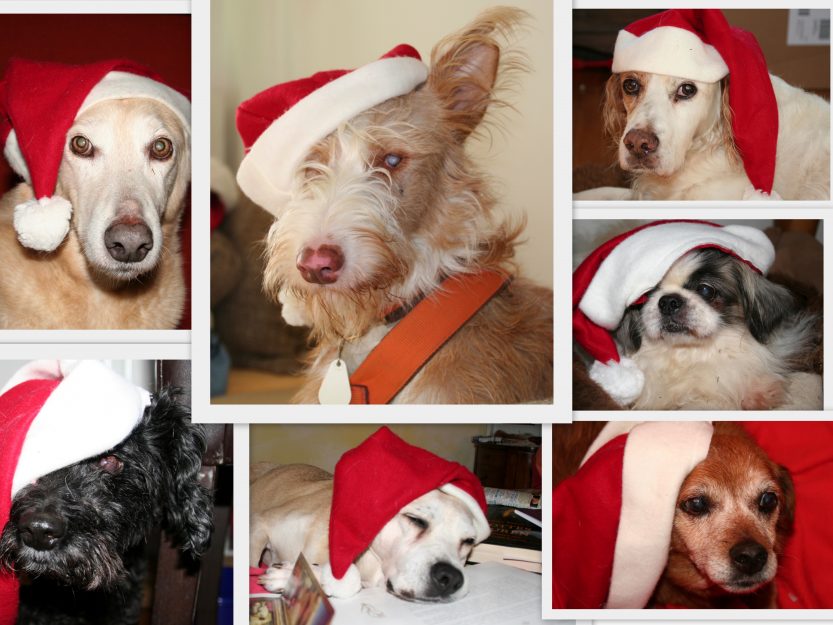 Hundepension Isarwinkel